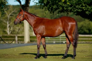 Amo fires on record final day at Arqana as Godolphin lights up Deauville sales ring