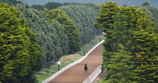 An uphill battle: Ballarat woodchip training track remains incomplete