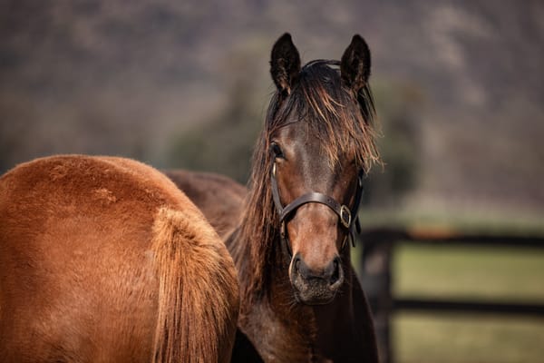 Beyond rare – the filly of a lifetime