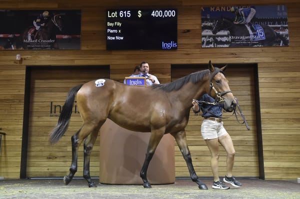 Yulong, Rosemont stallions feature prominently in Premier Sale catalogue