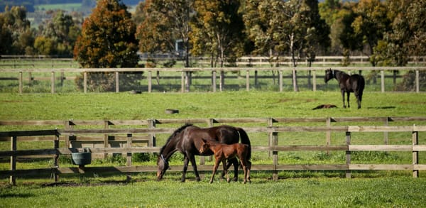 Breeders’ body blasts Greene’s return to the Racing NSW board