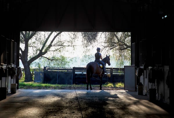 Racing's feed chain: The nutrition science powering our equine stars