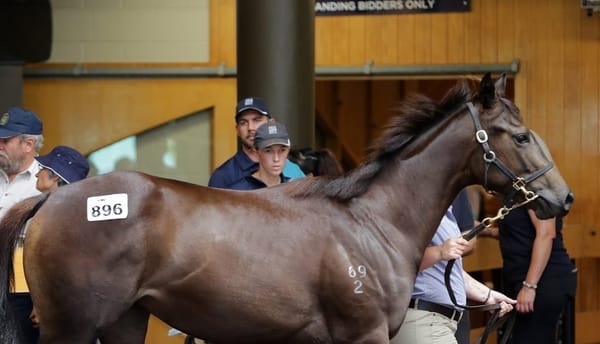 Coeur Volante lookalike added to Moroney's Proisir collection at Karaka