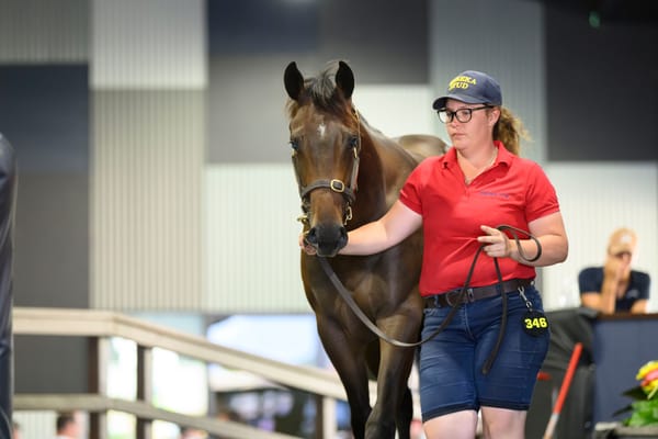 Taylor hoping to parlay Chinny Boom success with Gold Coast sale-topper