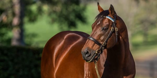 'The most remarkable stallion' -  Exceed And Excel, Darley's $250 million superstar, retires