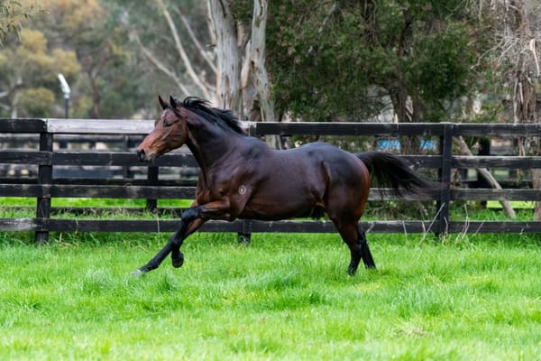 Twin Hills Stud stallions fall into line with 2024 fee announcements