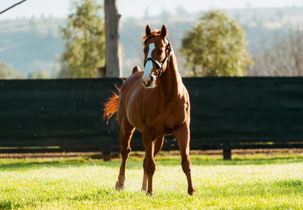 Coolmore confirms Justify withdrawal from shuttle sire ranks for 2024