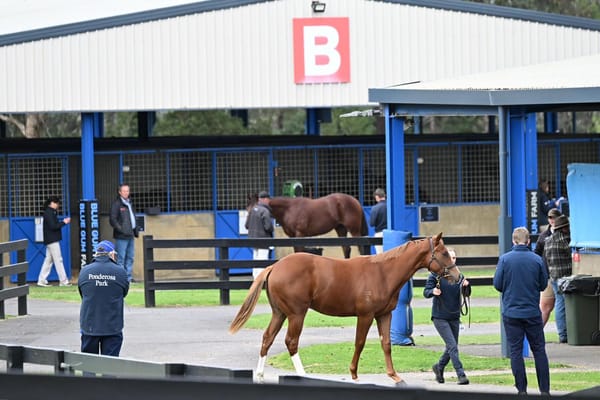 Low-key trade as Tassort colt tops Melbourne Gold