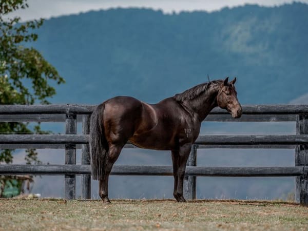 Champion sire Savabeel again leads the way for Waikato Stud in 2024