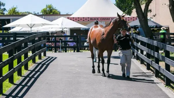Inglis releases catalogue for weanlings, broodmares at Great Southern Sale