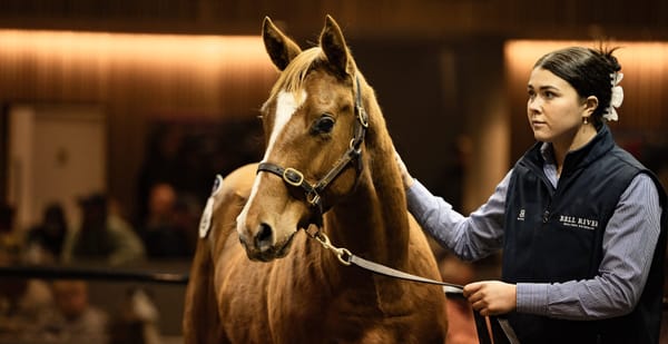 Snitzel colt tops Inglis Great Southern Sale