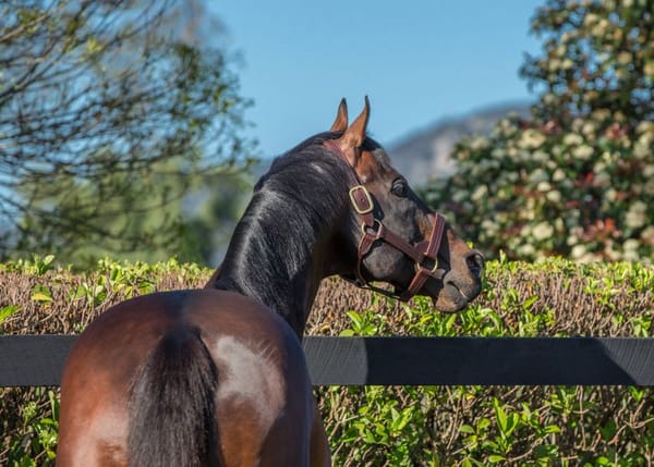 Third straight sires title for I Am Invincible