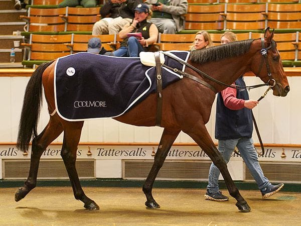 A tale of two Coolmore colts - $2.7 million Tatts purchase heads to Waterhouse