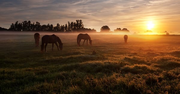 ‘We ask a lot of these people’ - What’s behind Australia’s shortage of equine reproductive vets