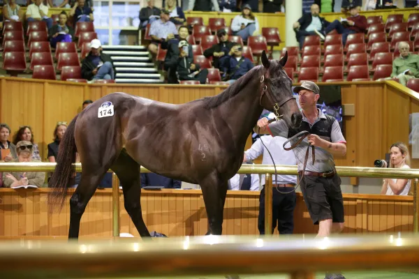 Te Akau pulls out all stops for record-breaking $1.65 million colt at Karaka