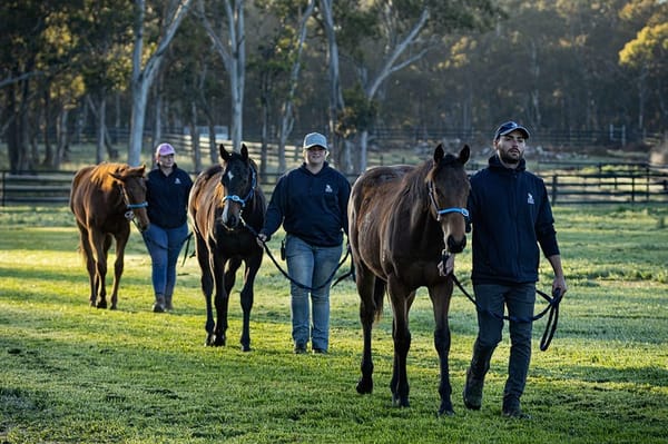 B2B gets back to basics, outsourcing breeding arm to focus on racing