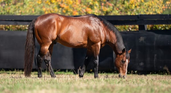 Run The Numbers – Australia’s top sires are the oldest in the world