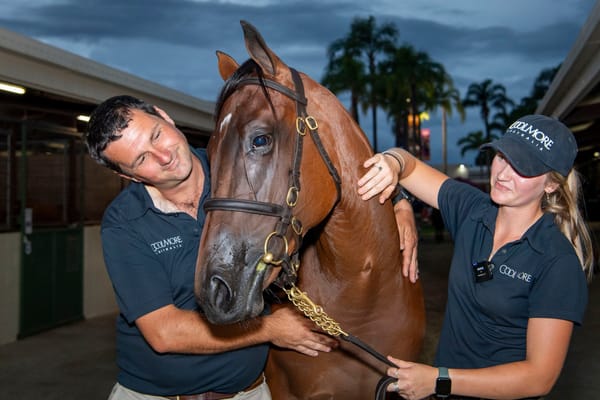 Sunlight in the twilight - Champion mare’s $3.2 million daughter right at home in Japan