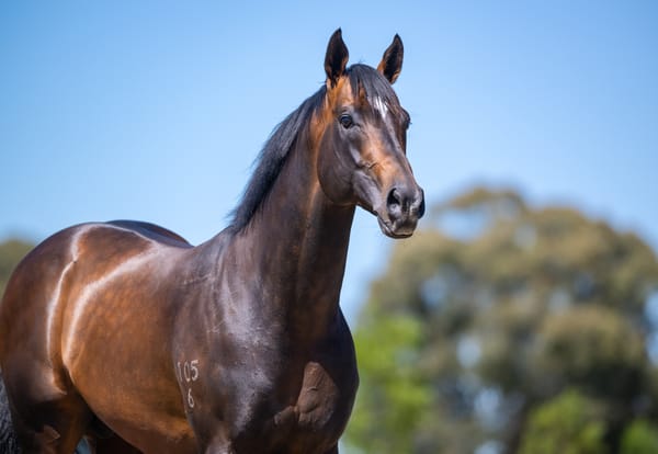 Alabama Express and Lucky Vega on the rise at Yulong
