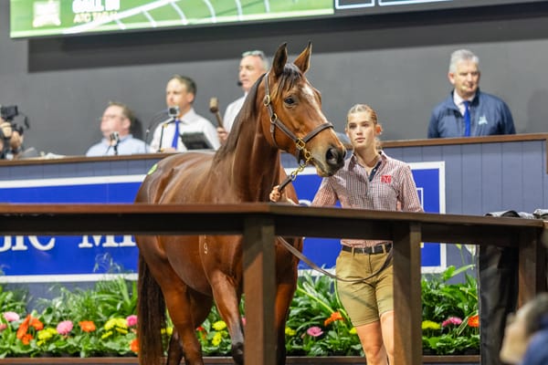 Call answered - Frankel mare joins Yulong in $2.1 million Magic Millions deal