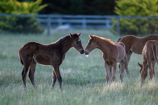 ‘Sole and absolute discretion' - one in six foals could be banned from racing under RA crackdown
