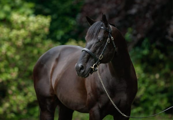Coolmore quartet lands in Australia